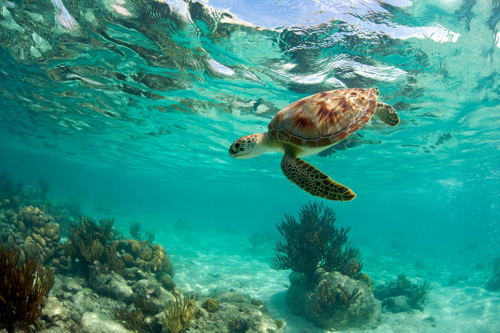 6. Green turtle